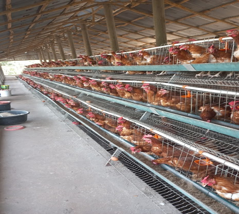 Œufs Bio de plein air