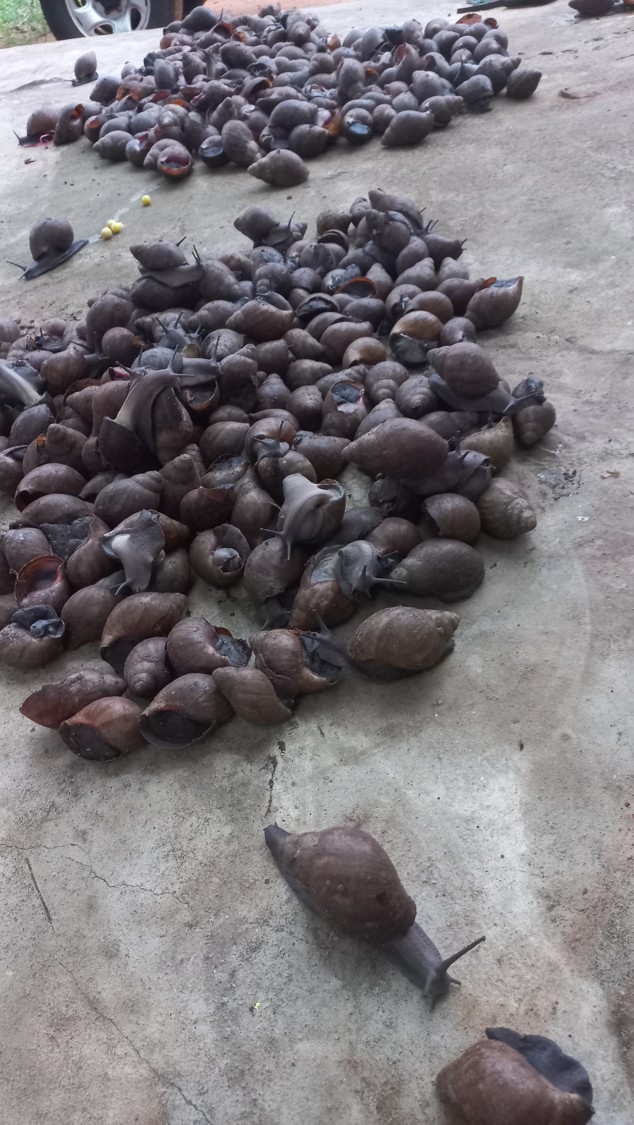 Héliciculture (Escargots)