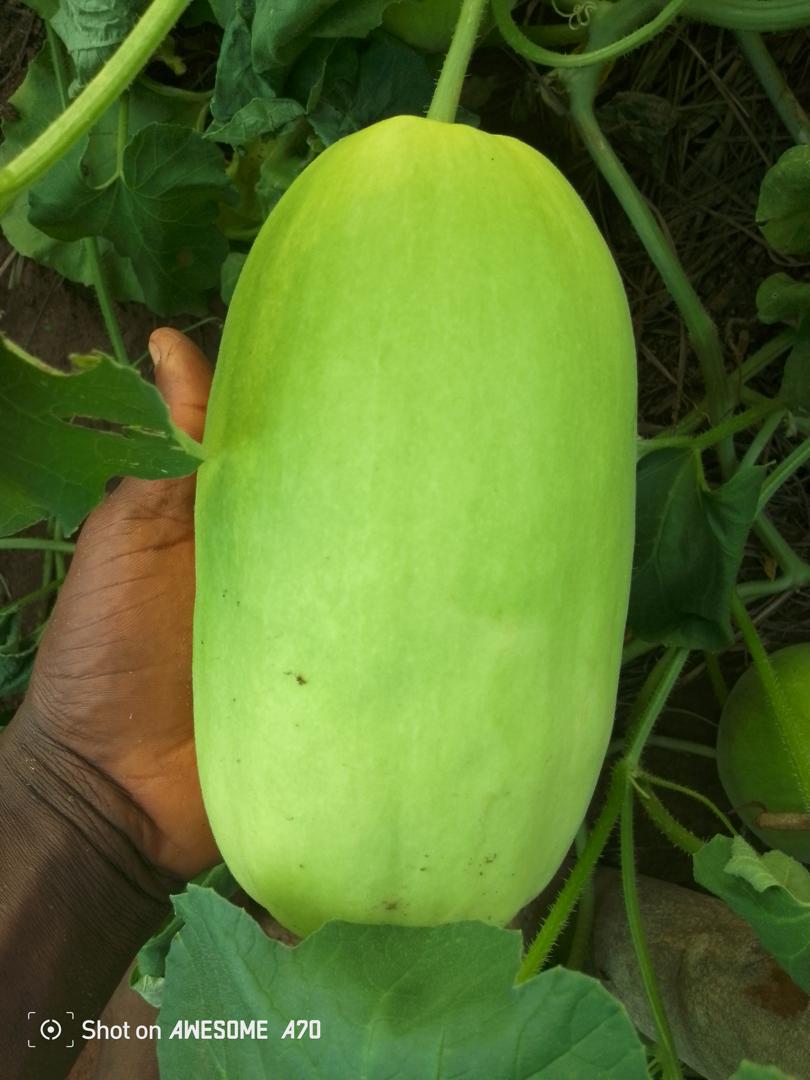 Cultures maraichères bio