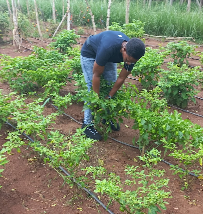 Cultures de Maraîchage Bio