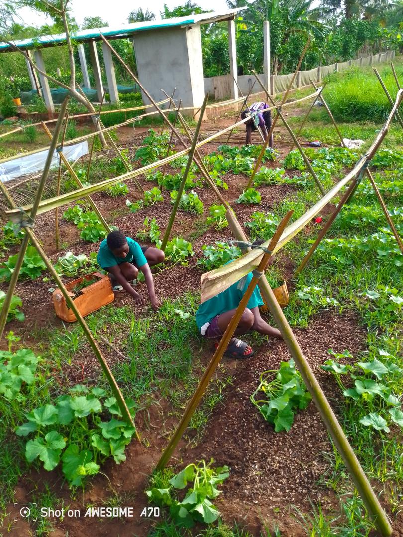 Apprentissage Maraîchage